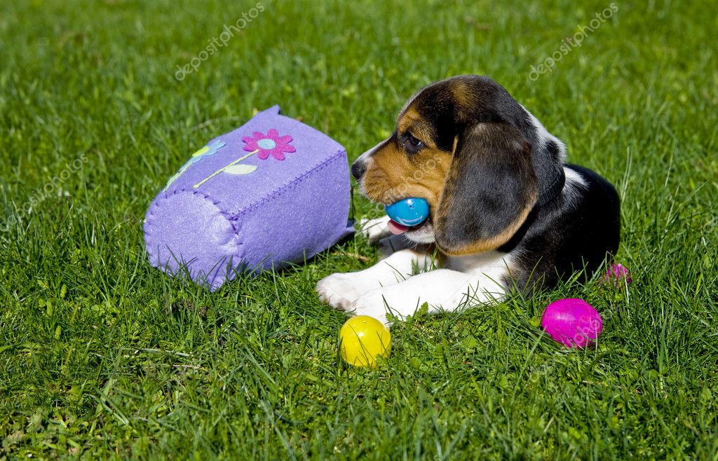 Beagle Puppy with Easter Egg Basket — Stock Photo © scamp65 2552883