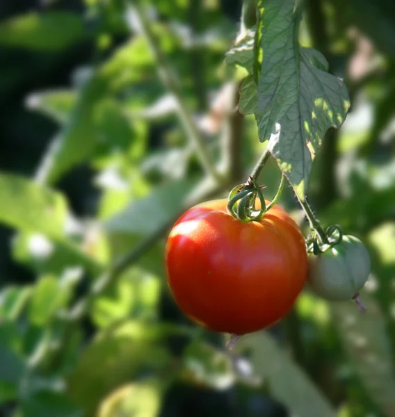 Ripe Tomato Growing