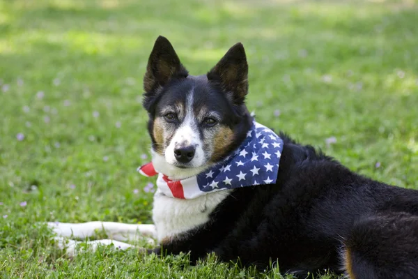 American Pride - Dog with Flag Bandanna