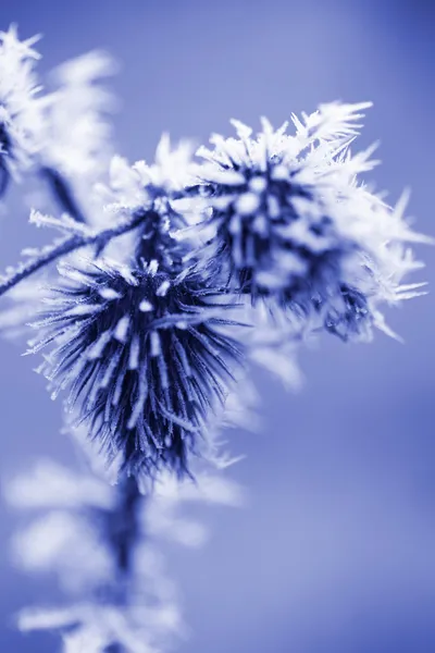 Frost Ice Crystals on Thistle Weed