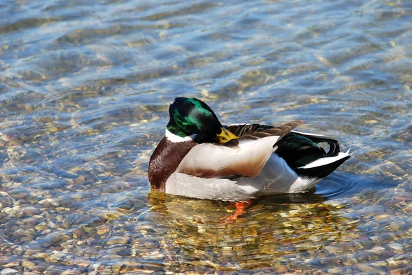 Duck on water - Hygiene