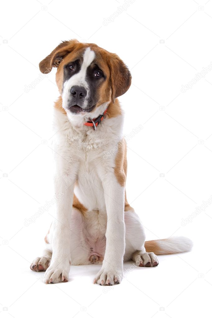 Brown and white St. Bernard dog — Stock Photo © eriklam 2521580