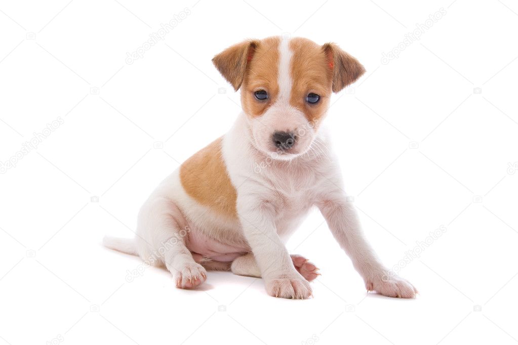 Jack Russell Terrier Pupy Stock Photo Eriklam 2584141