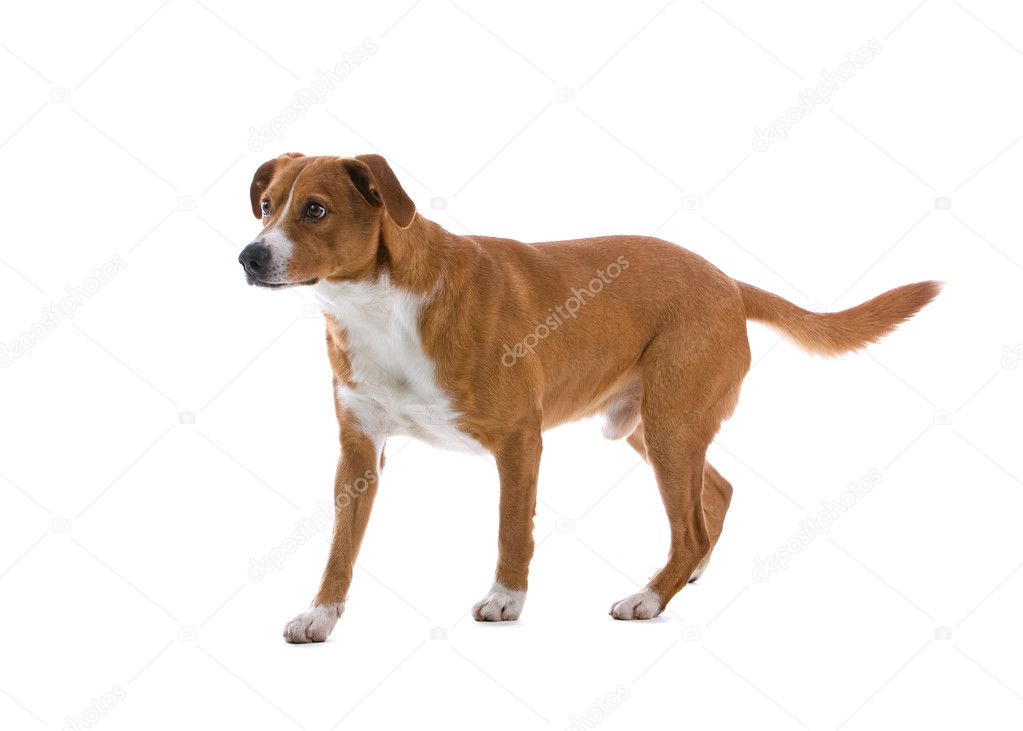 Austrian Pinscher dog — Stock Photo © eriklam 2591174