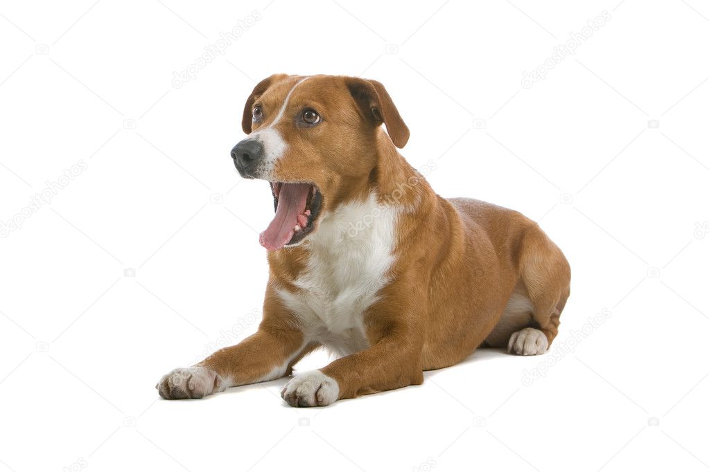 Austrian Pinscher dog - Stock Image Austrian Pinscher dog - Stock Image