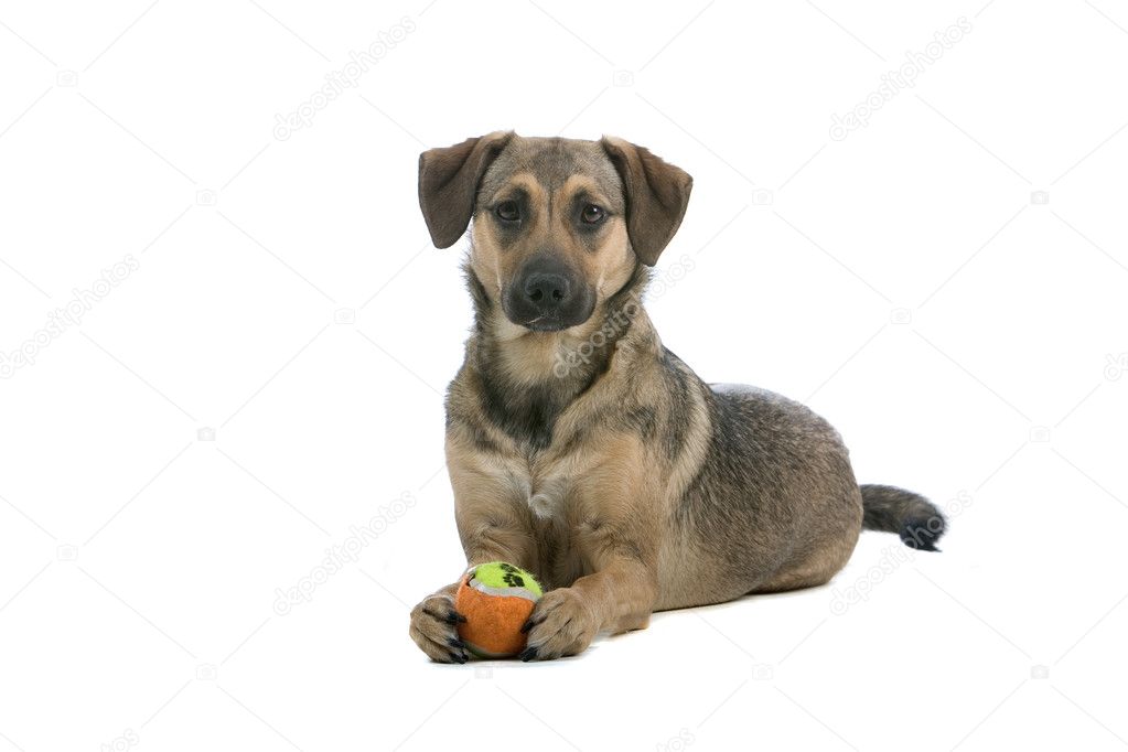 Mixed breed Austrian Pinscher dog - Stock Image Mixed breed Austrian Pinscher dog - Stock Image