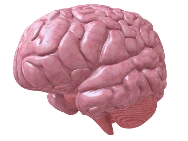 human brain clipart. Stock Photo: Human brain