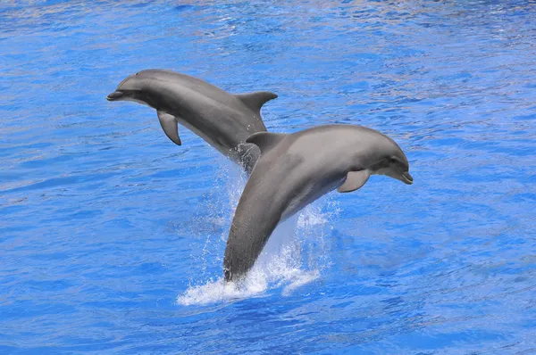Dolphins jumping out of water