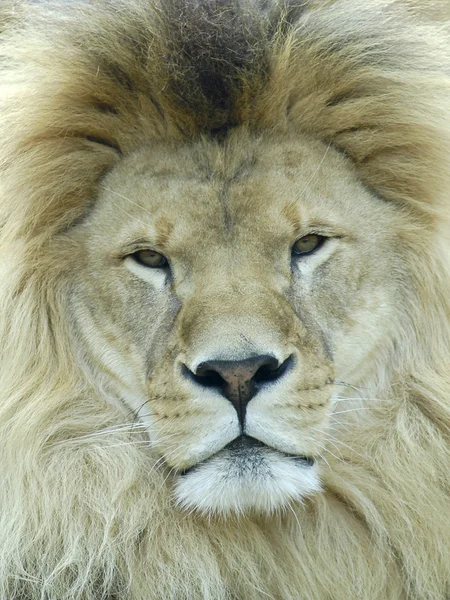 Portrait of lion