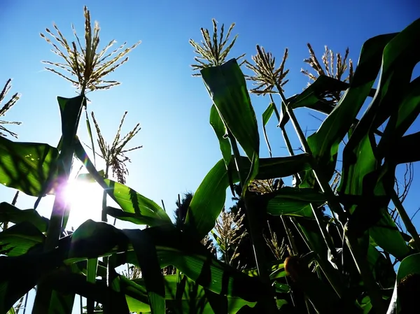 Corn Growing In A Field