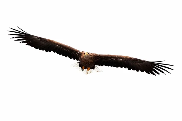 golden eagle flying. Photo: Flying golden eagle