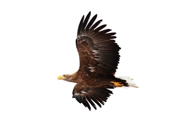 golden eagle flying. Photo: Flying golden eagle