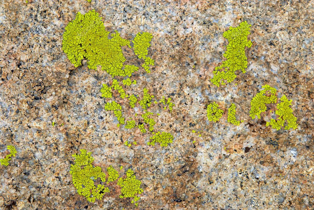 Lichens On Rock