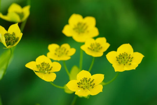 Many small wild yellow flowers