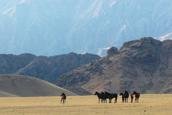 Wild horses in desert mountains