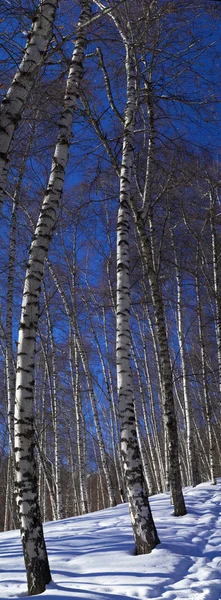 Winter birch tree vertical panorama