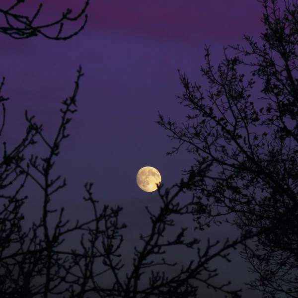 Moon rising over trees in purple sky