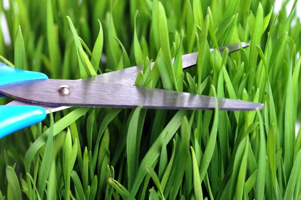 Scissors cutting fresh grass