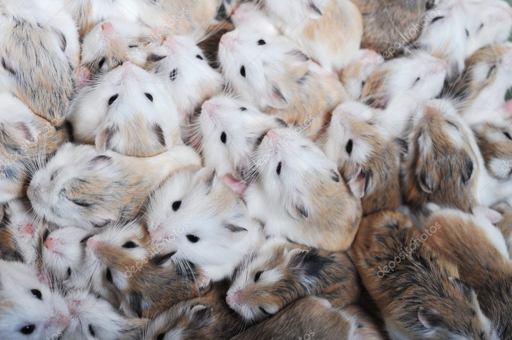 depositphotos_2651878-Many-hamsters-top-view.jpg