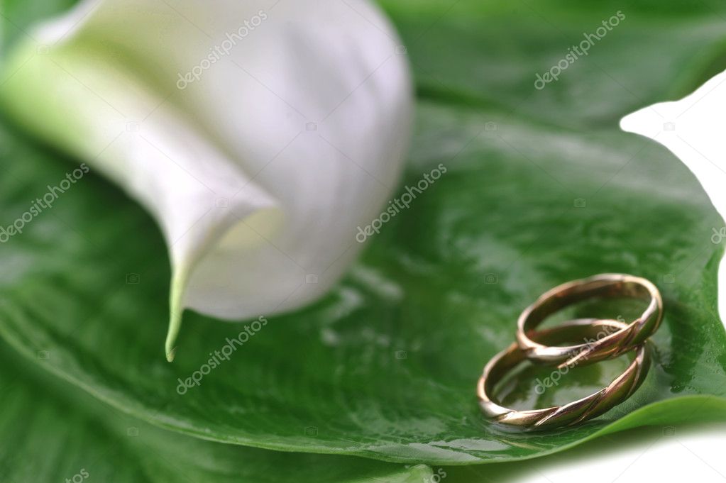 White calla lily and wedding rings on green leaves close up
