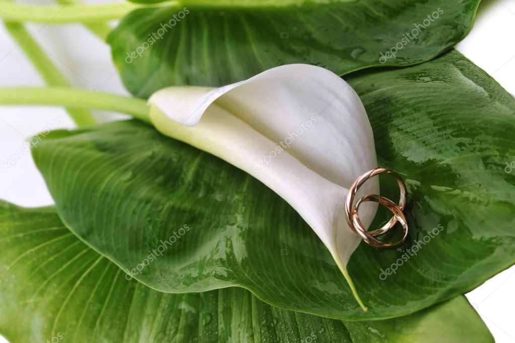 White calla lily and wedding rings on green leaves close up