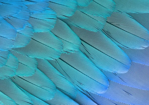 Parrot feathers