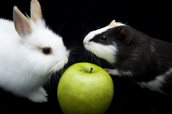 Rabbit & guinea pig