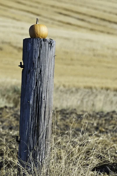 Pumpkin on Fence Post