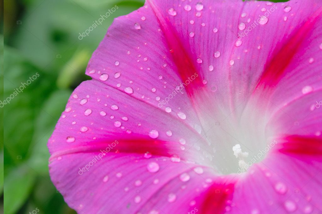 Morning star flower closeup — Stock Photo © oleksandr #2668358