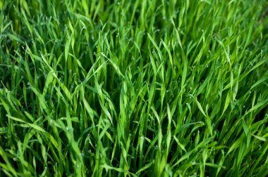 fresh green grass in the garden  clipart