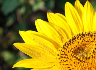 close - up of a sunflower  clipart