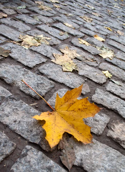 Hoja amarilla en el adoquín de otoño — Foto de Stock