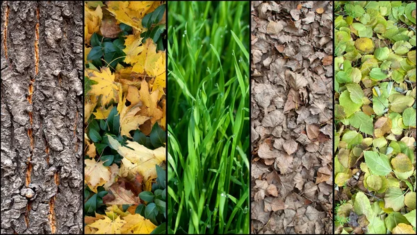 五个秋天背景的拼贴画 — 图库照片