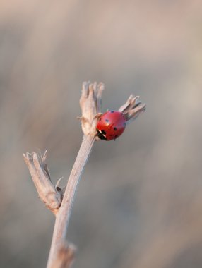 Ladybird ölü kök üzerinde