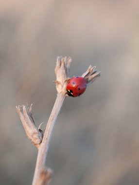 Ladybird on the dead stem clipart