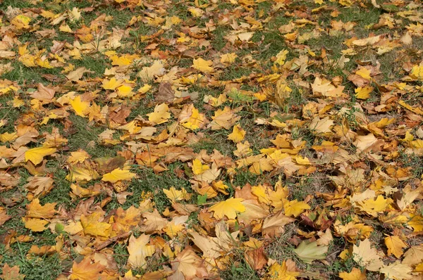 Gele Herfstbladeren op een groen gras — Stockfoto