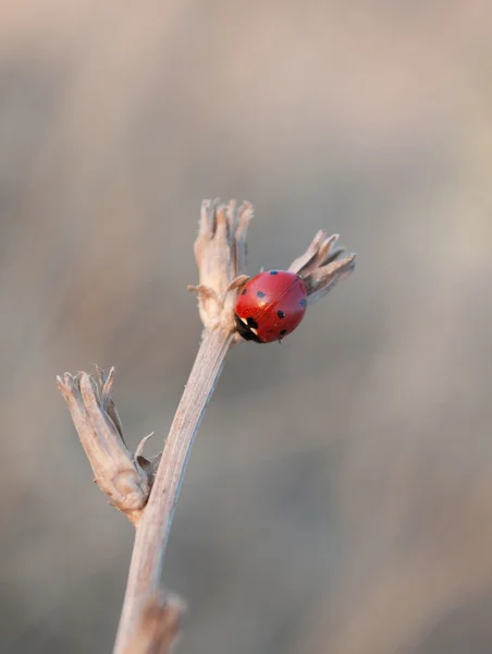 Ladybird on the dead stem — Stock Photo, Image
