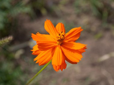 Tagetes çiçek