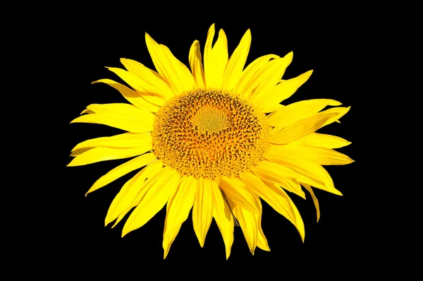 Sarı ayçiçeği siyah üzerine izole — Stok fotoğraf