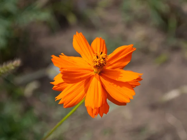 Tagetes flower — Stock Photo, Image