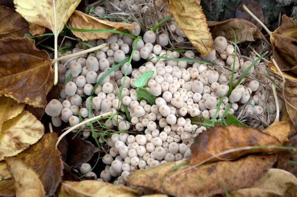 stock image Mushroom colony in autumn leaves