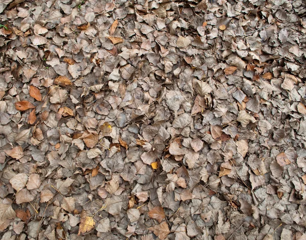 Withered autumn leaves — Stock Photo, Image