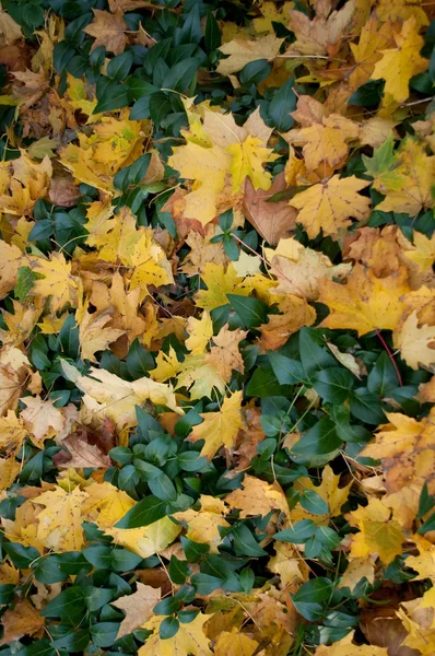 Yeşil çimenlerin üzerinde sarı sonbahar yaprakları — Stok fotoğraf