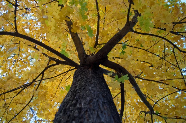 Κίτρινα φύλλα πάνω στο δέντρο σφενδάμνου — Φωτογραφία Αρχείου