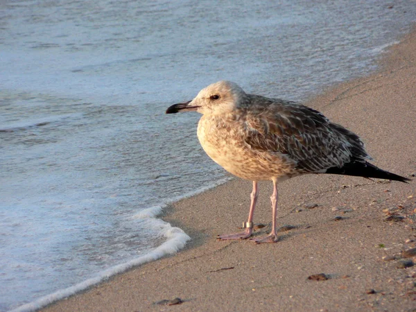 stock image Seagull on the seashore