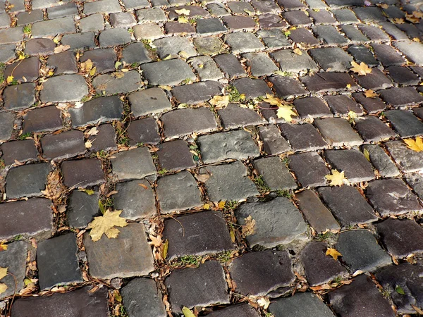 Autumn cobblestone — Stock Photo, Image