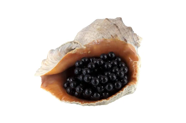 Kaviar-Delikatesse in einer großen Herzmuschel — Stockfoto
