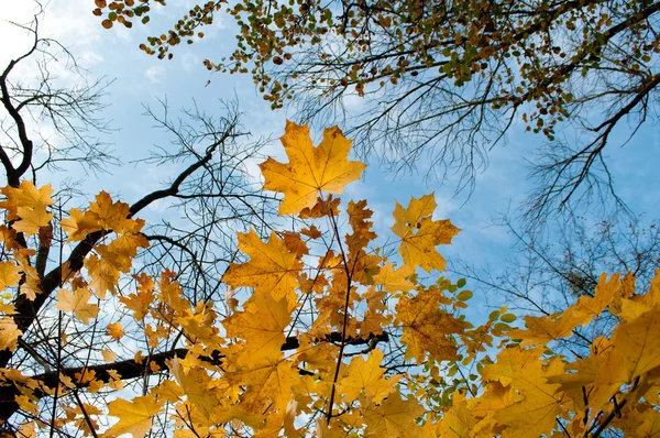 Żółte liście naprzeciwko błękitnego nieba — Zdjęcie stockowe