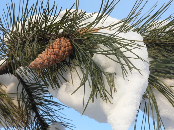 Cono di pino nella neve invernale — Foto Stock