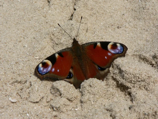 Mooie rode vlinder — Stockfoto